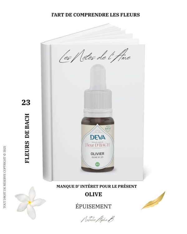 27 Olive - SMC Lalchimie du vivant