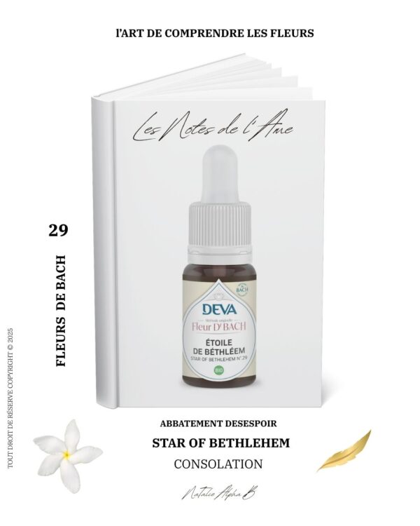 STAR OF BETHELEHEM 29 L'alchimie du vivant