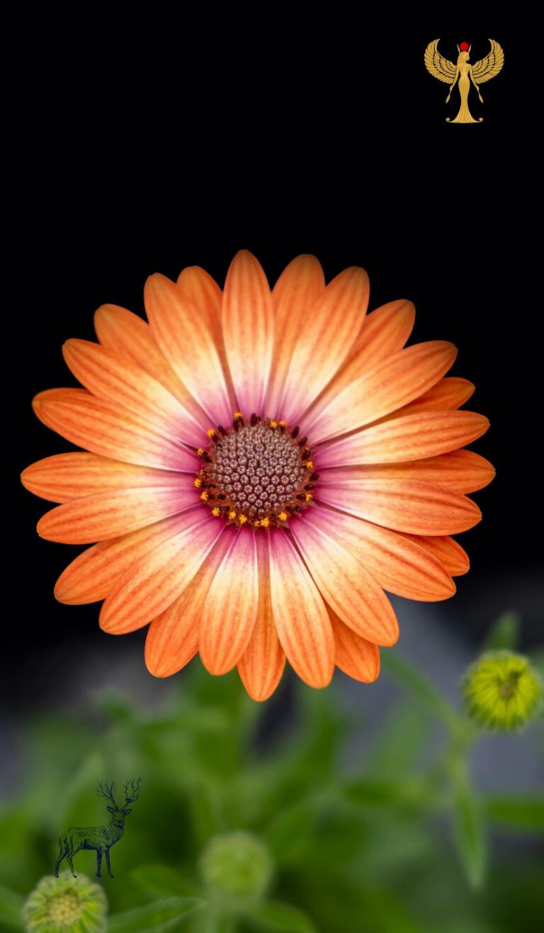 Medium Kanal de l"âme profiler NaTalie alpha B experte dans le parcours du couple des flammes jumelles