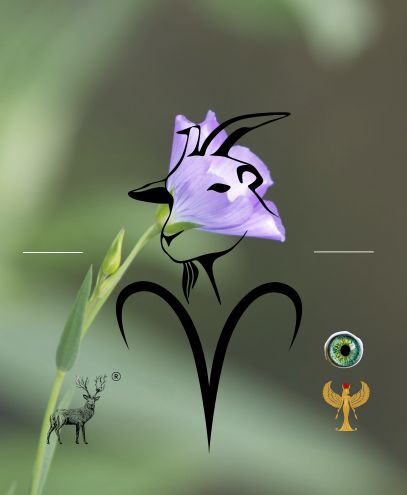 Le chant Kantic la boussole